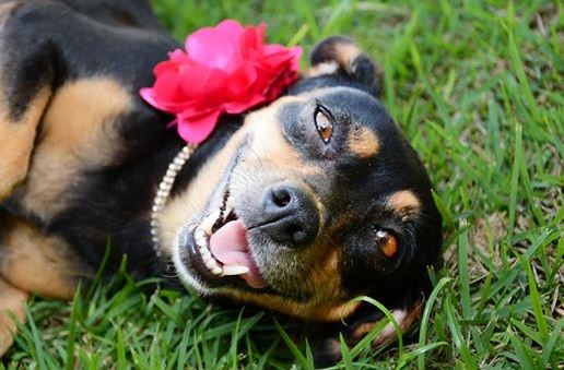 [PHOTOS] Pregnant Dog Poses for Photoshoot - Lebanon - Lebanon